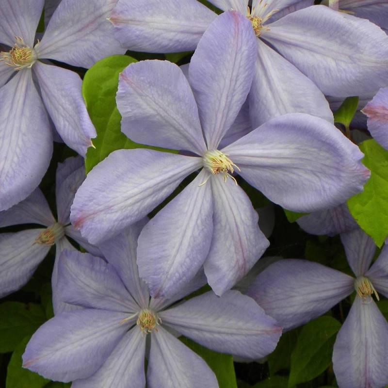 Clématite Paola à fleurs Bleue - feuillage Caduc - Pot de 2L - Tuteur bambou 60/90 cm-  hauteur à maturité De 1,00 m à 1,50 m - Image 5