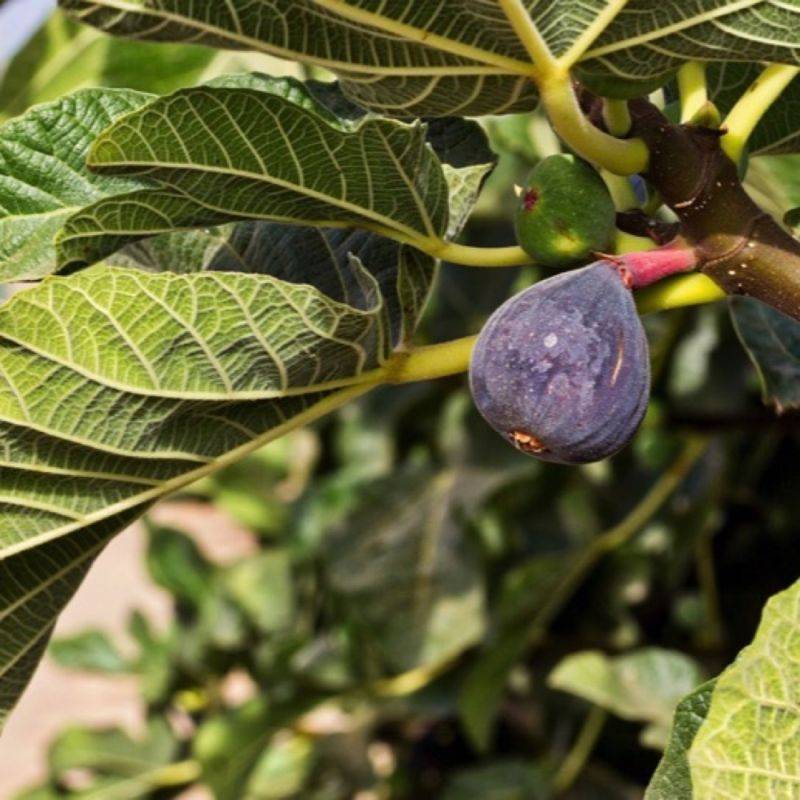 Figuier carica 'Rouge de Bordeaux' (Ficus carica 'Rouge de Bordeaux') - Conteneur 1,5L - Pépinières Naudet