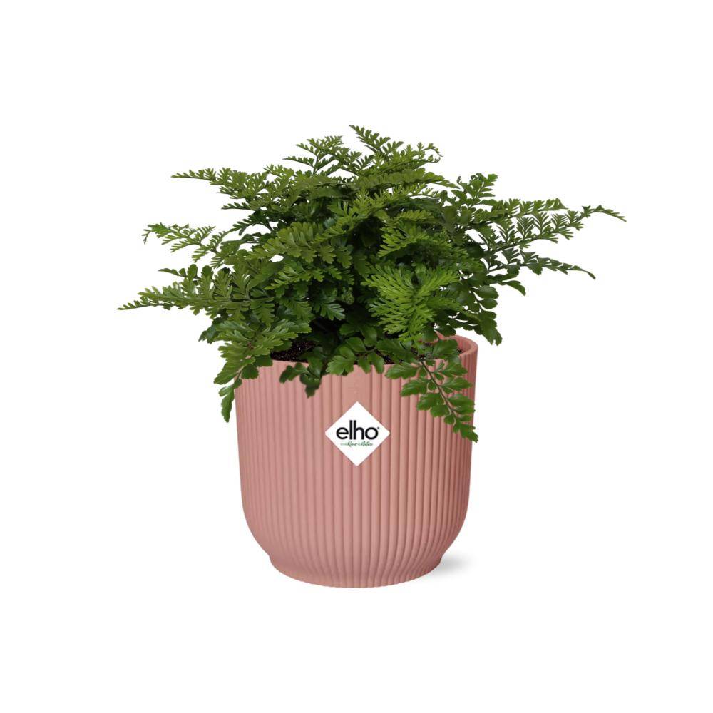 Asplenium Parvati 14cm Rose - H25cm