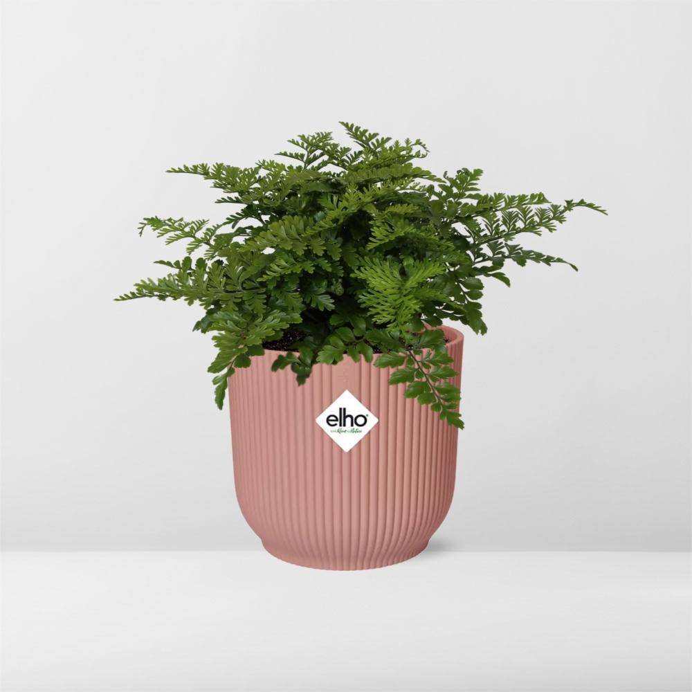 La Green Touch - Asplenium Parvati 14cm Rose - H25cm - Image 6