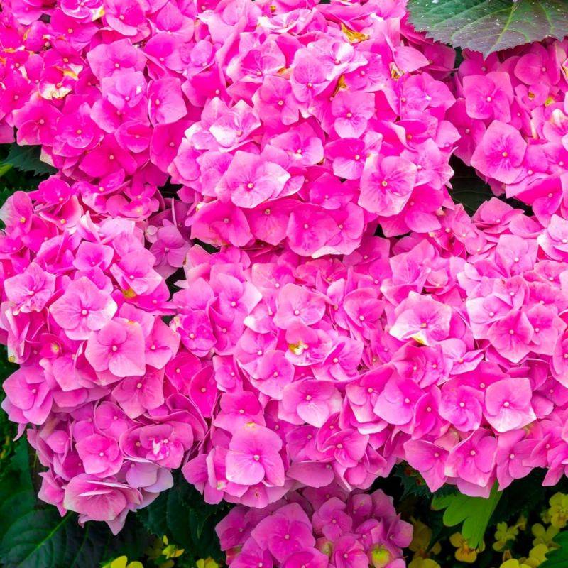 Hortensia Macrophylle 'Bouquet Rose' (Hydrangea Macrophylla) - Godet - Taille 13/25cm - Pépinières Naudet