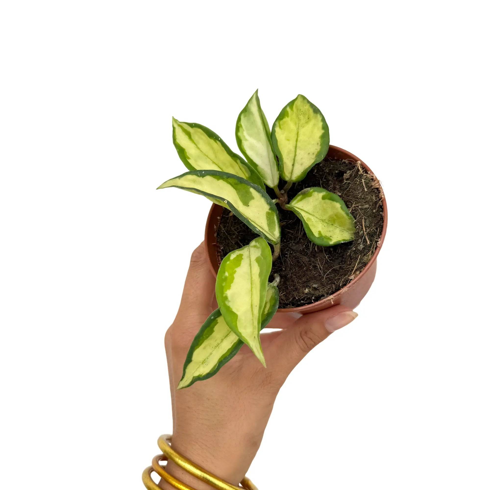Hoya Carnosa Krimson princess - Pot de 9cm - Plantes d'intérieur - Image 1