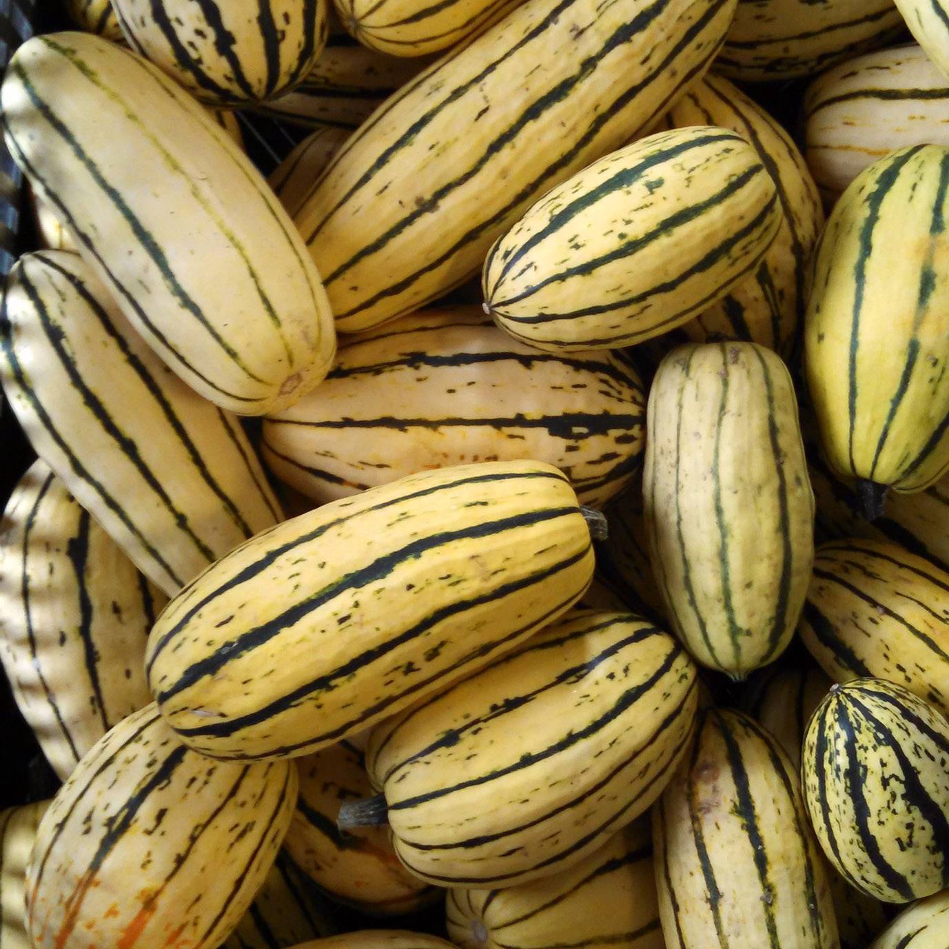 Promesse de Fleurs - Courge Delicata - Courge Sweet potato le sachet de 20 graines environ (1,2g)