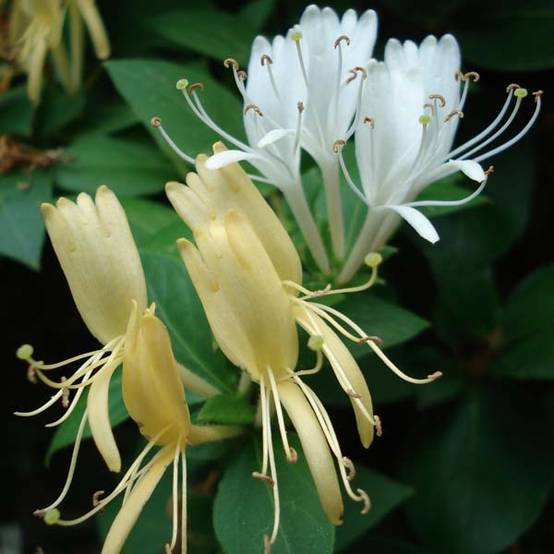 Chèvrefeuille du Japon Halliana - Lonicera japonica Pot de 2L/3L