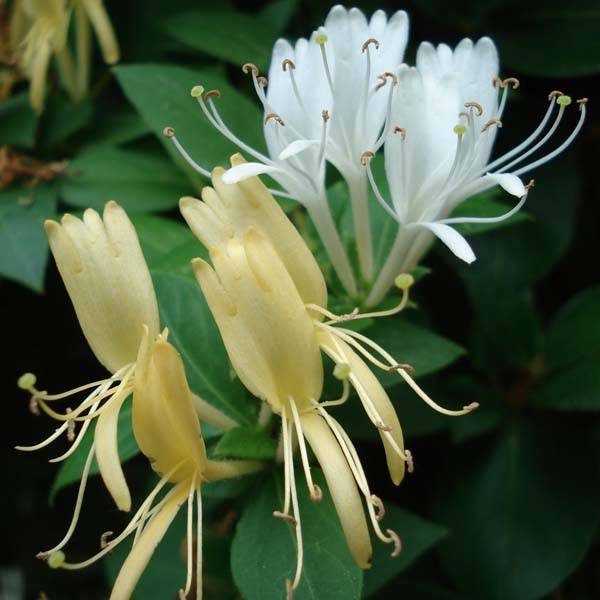 Chèvrefeuille du Japon Halliana - Lonicera japonica Pot de 2L/3L