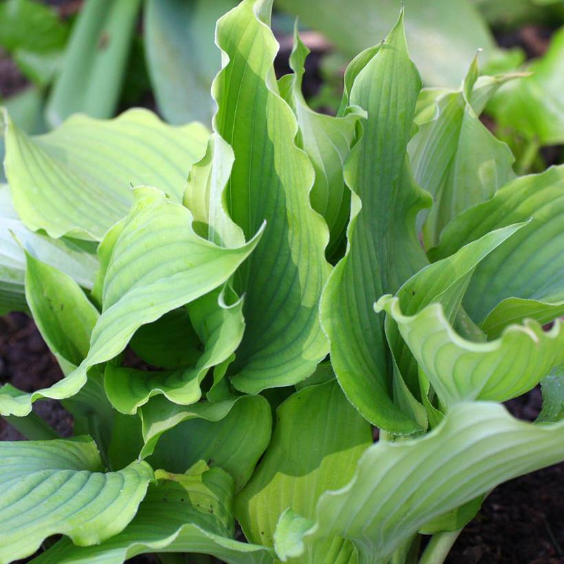Promesse de Fleurs - Hosta Blue Cascade Pot de 1,5L/2L