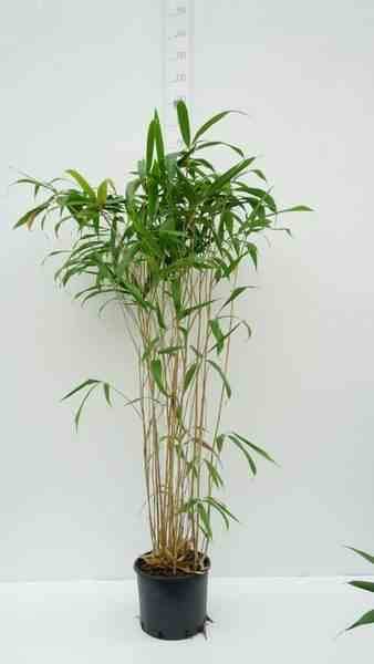 0 - Pseudosasa japonica Tsutsumiana Pot de 10L - 90/100cm