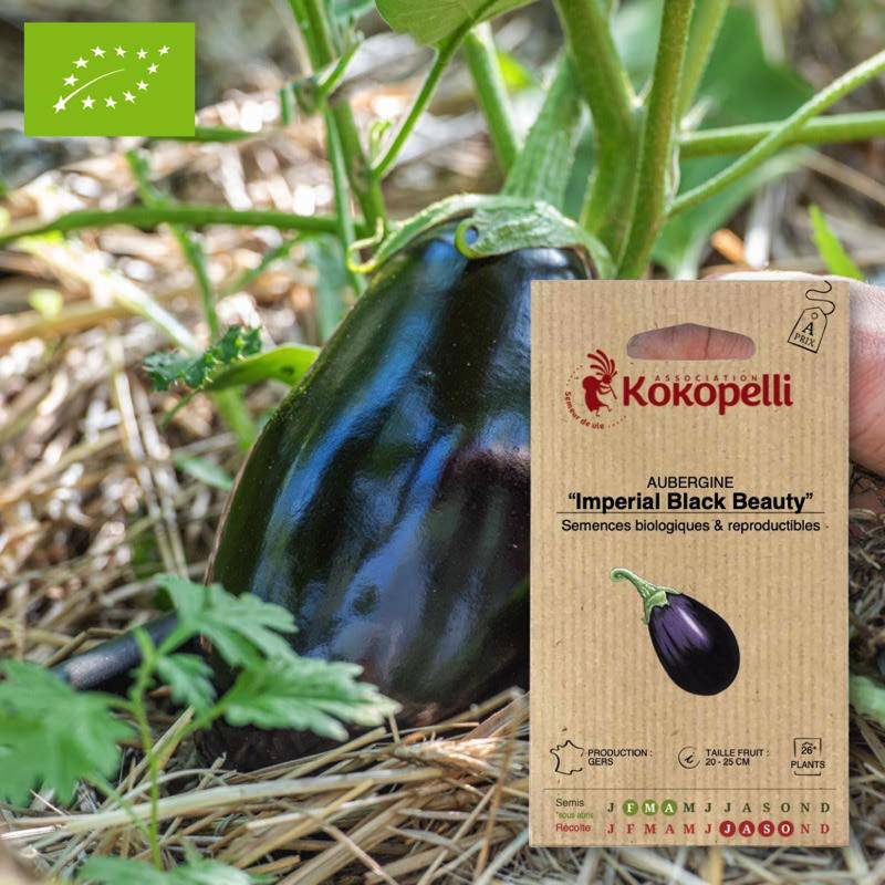 Graines bio à semer - Aubergine Imperial Black Beauty- Association Kokopelli