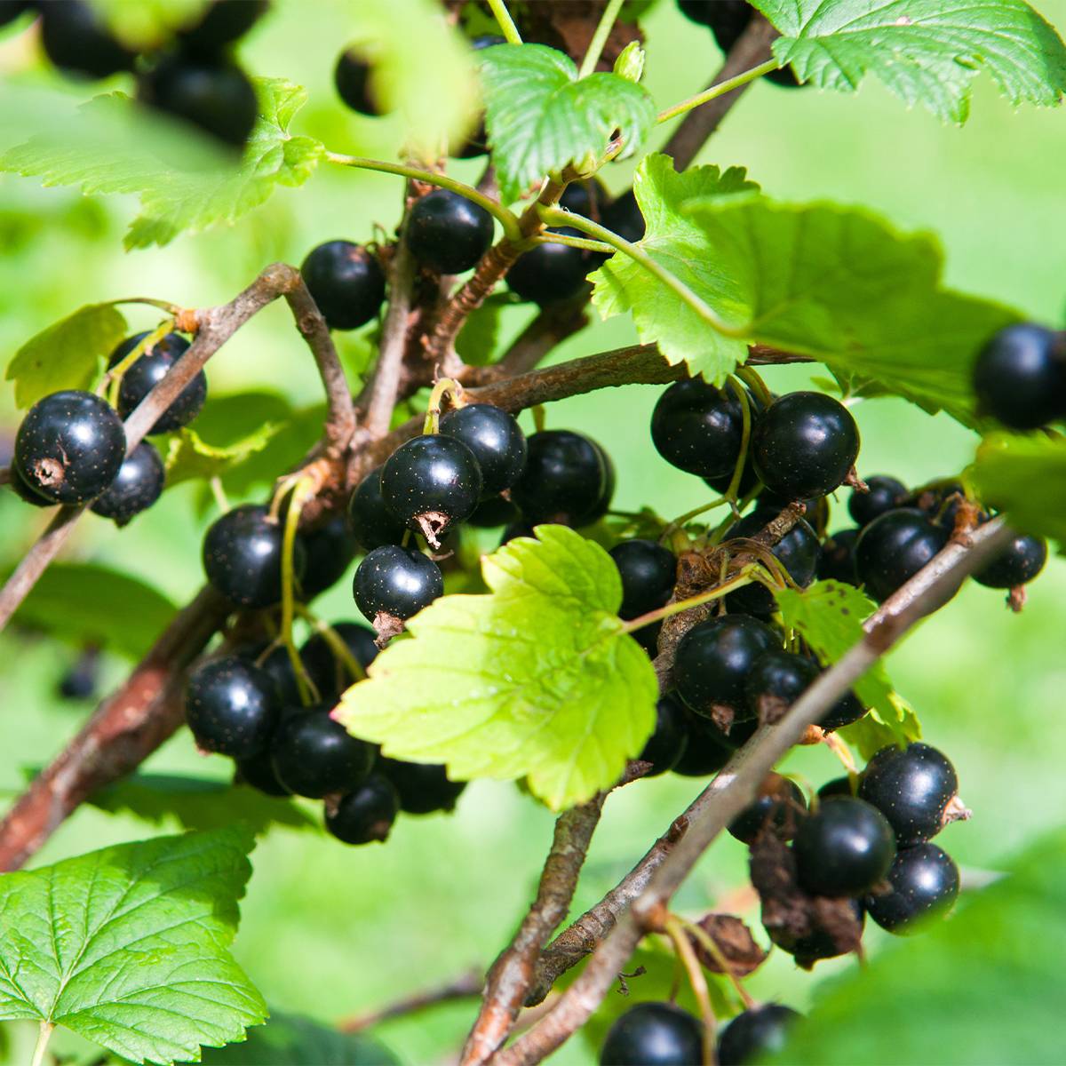 Cassissier Troll - Ribes nigrum Pot de 2L/3L, Buisson