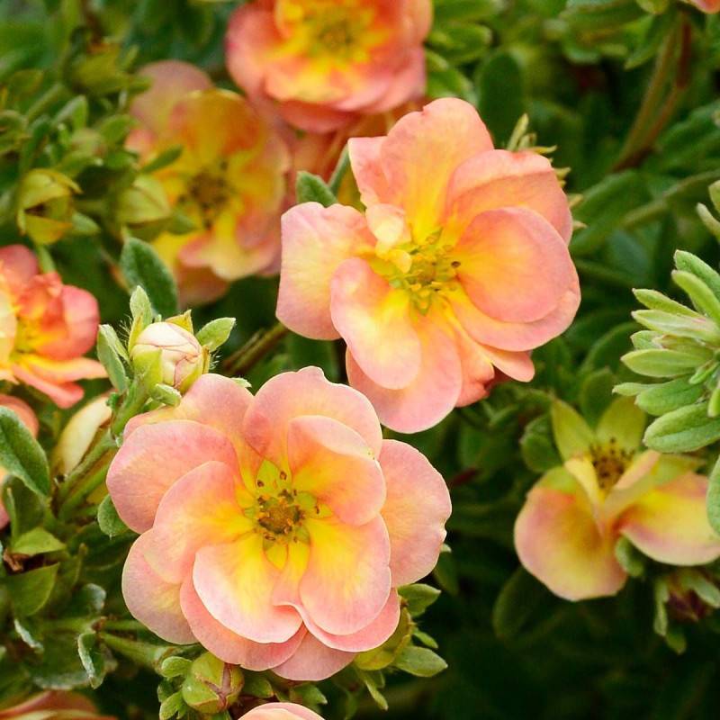 Potentille arbustive Double Punch® Peach 'MINJARO01', Potentilla à fleurs Rose - feuillage Caduc - Pot de 1,5L - Tuteur bambou 30/60 cm-  hauteur à ma - Image 2