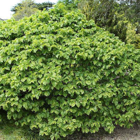 Orme commun - Ulmus glabra Nana Pot de 7,5L/10L, Tige - Image 1