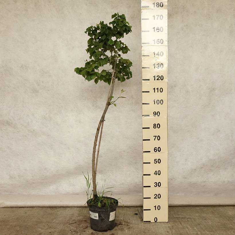 Orme commun - Ulmus glabra Nana Pot de 7,5L/10L, Tige - Image 2