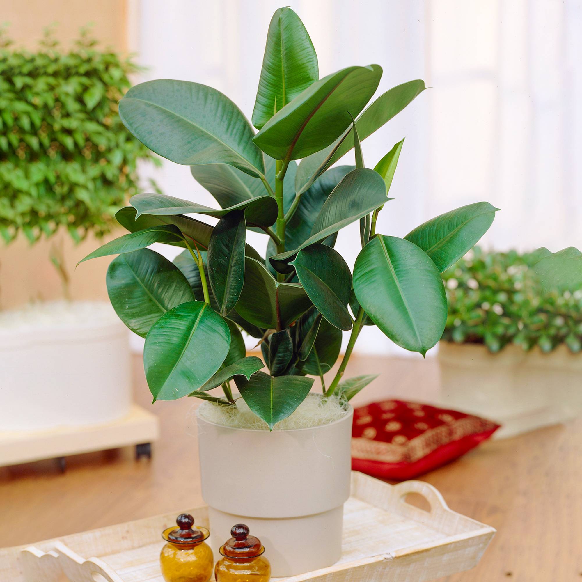 Gardenersdream - 1 Ficus Robusta | Plante À Feuilles Persistantes En Pot 30-40 Cm Pour La Maison Ou Le Bureau - GardenersDream - Image 1