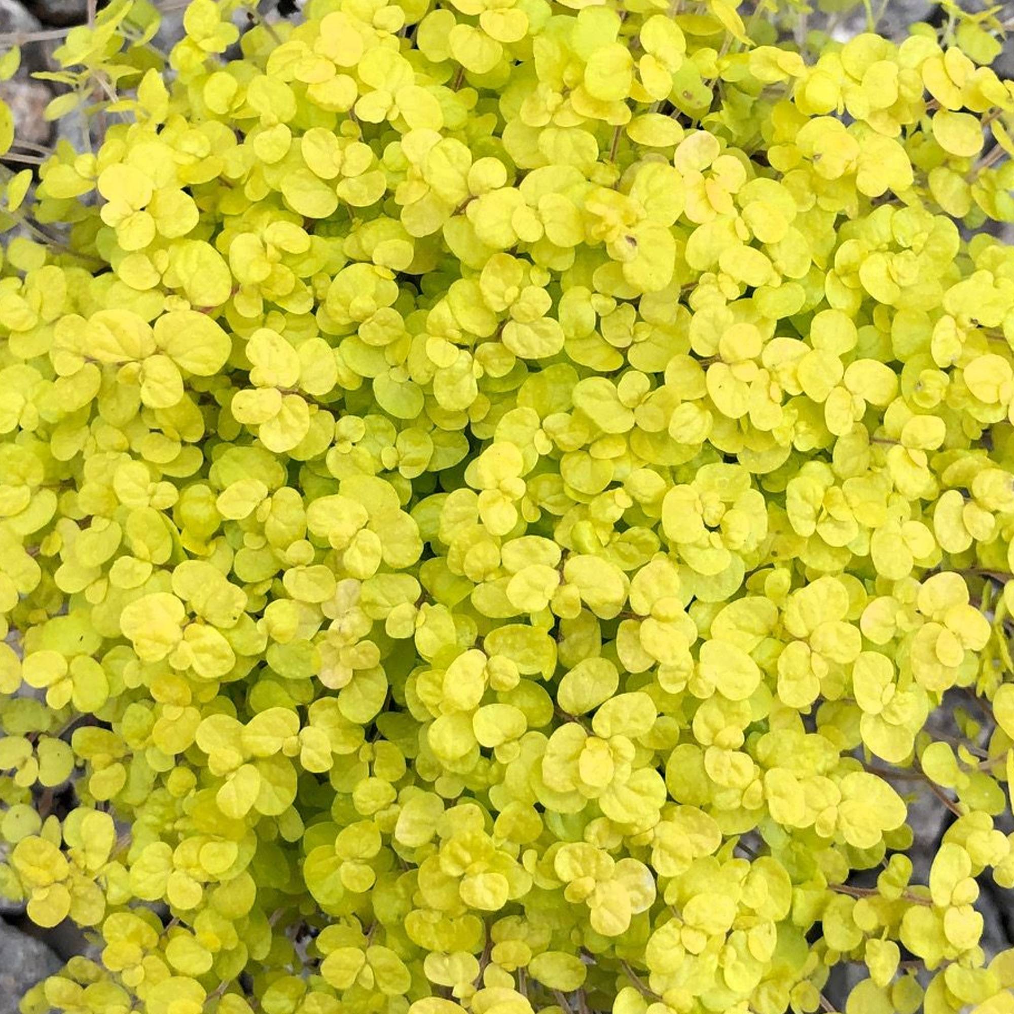 Gardenersdream - Soleirolia Soleirolii Helxine Jaune | Plante D'Intérieur Pour Le Bureau À Domicile (De 10 À 20 Cm En Pot) - GardenersDream - Image 2
