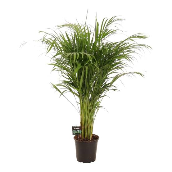Dypsis Lutescens - D21 H110cm