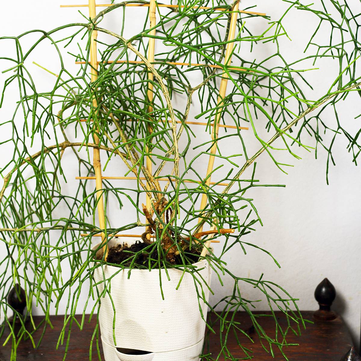 Promesse de Fleurs - Rhipsalis burchellii - Cactus-gui Mini-plante