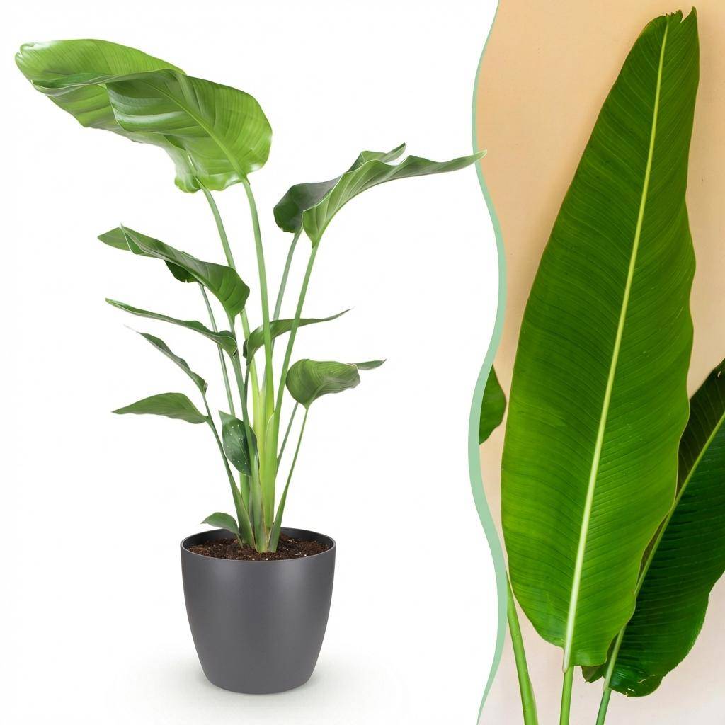 Strelitzia Nicolai - Pot de 21cm - Gris - Plantes d'intérieur - Image 1