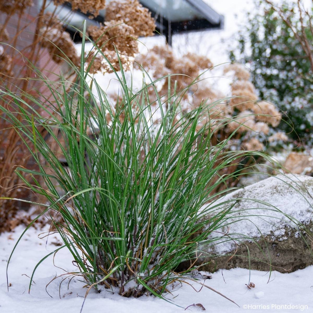 Promesse de Fleurs - Miscanthus Miscanvert - Roseau de Chine Pot de 2L/3L