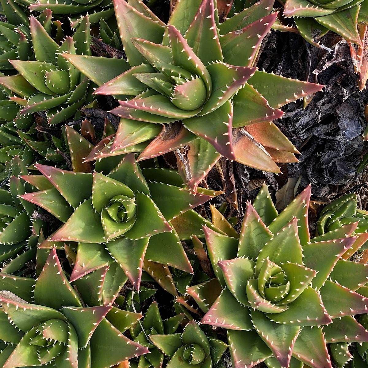 Aloe perfoliata (mitriformis) Mini-plante