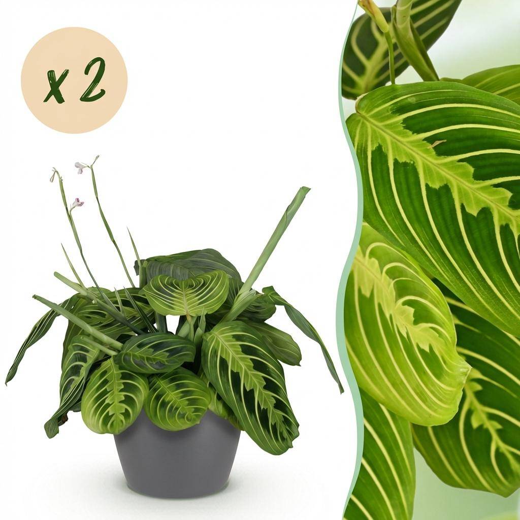 Maranta Fascinator Lemon Vert Clair - H35cm - Image 2