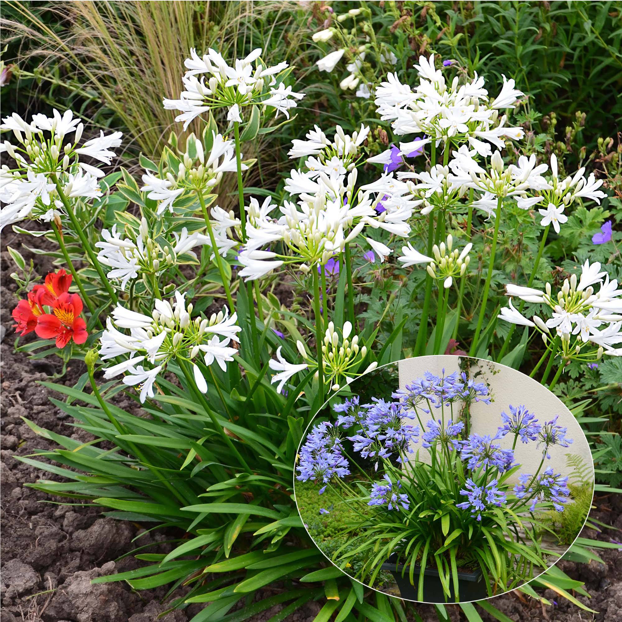 Promesse de Fleurs - Collection Duo d'Agapanthes Pitchoune - Collection de 2 plantes