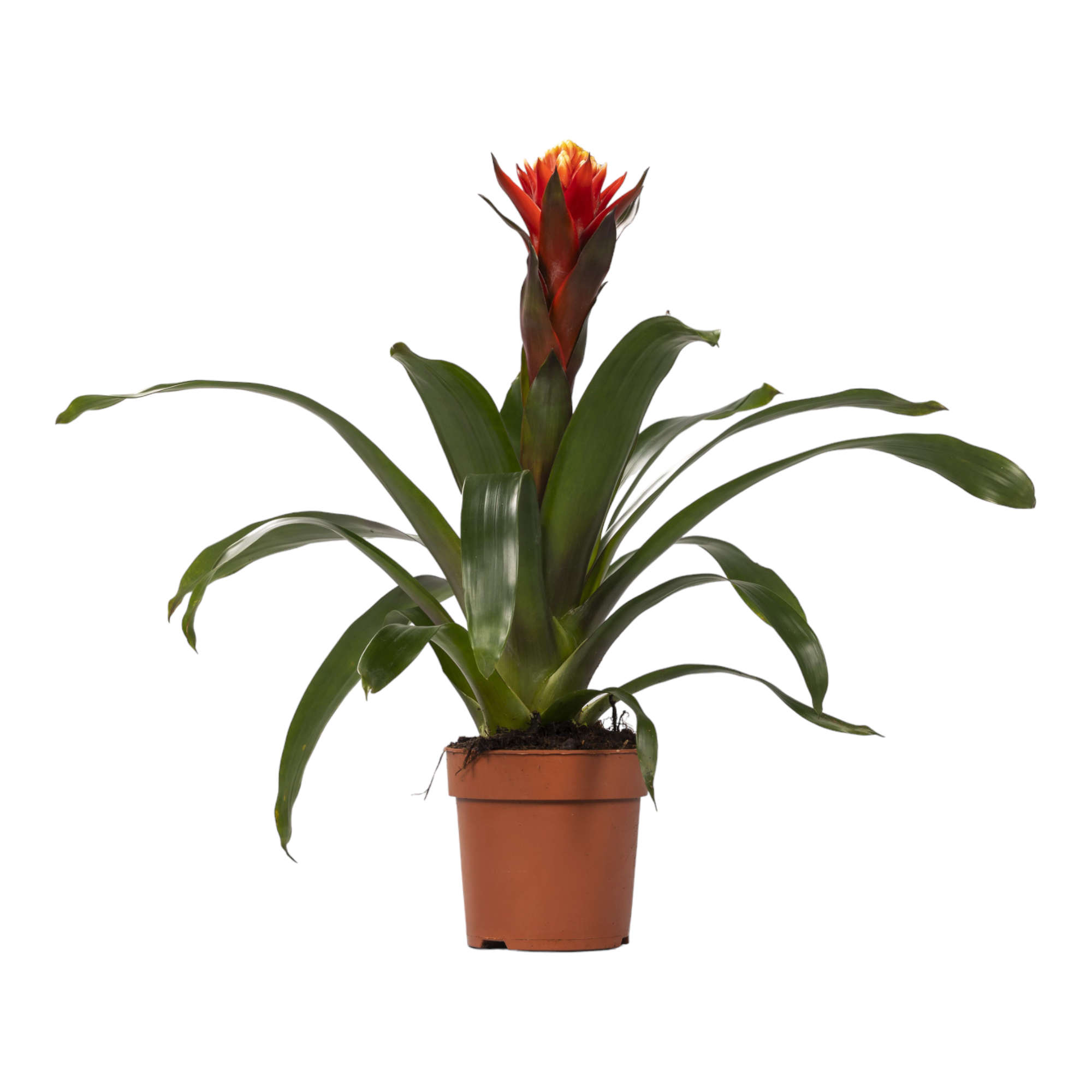 Guzmania Happiness 45cm - Plante d'intérieur- La Green Touch