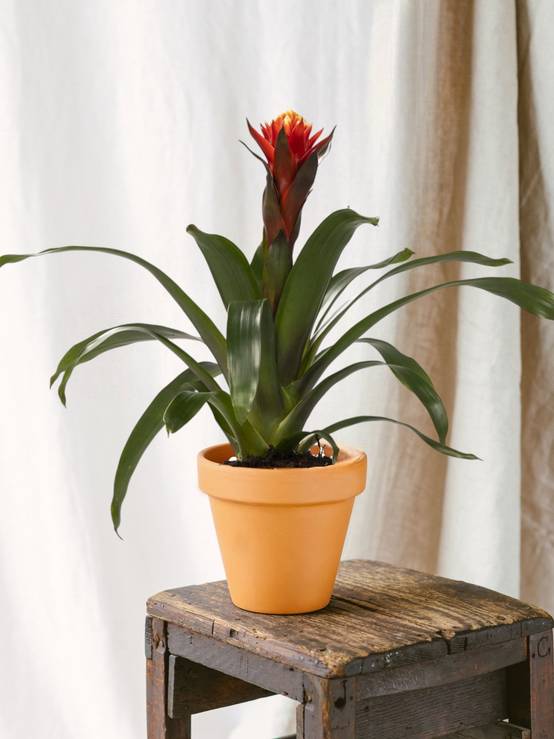 Guzmania Happiness 45cm - Plante d'intérieur- La Green Touch - Image 2