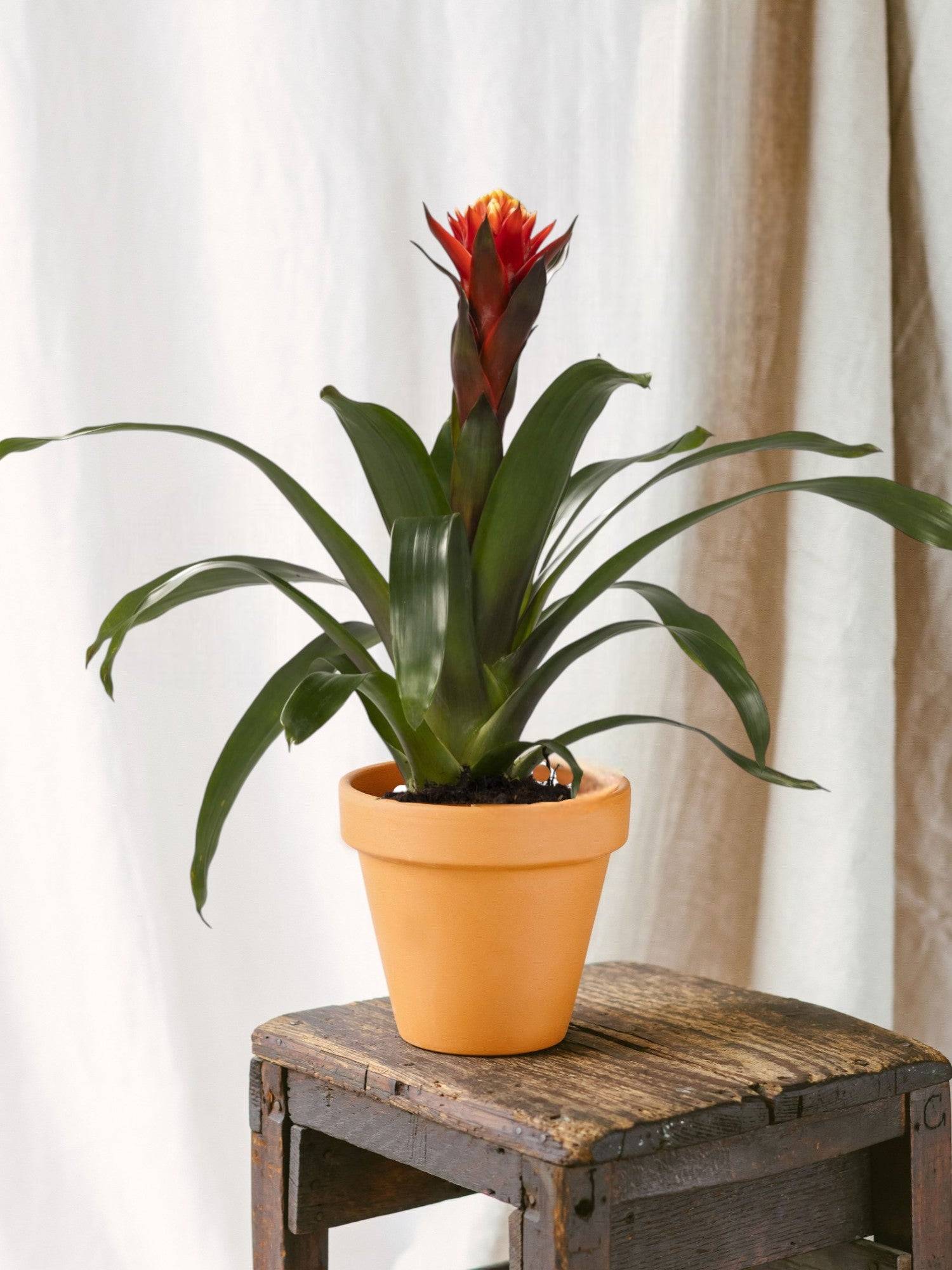 Guzmania Happiness 45cm - Plante d'intérieur- La Green Touch - Image 2