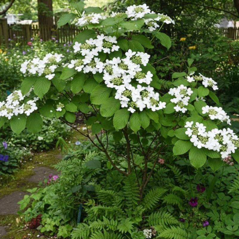 Viorne de Chine Shasta, Viburnum à fleurs Blanche - feuillage Caduc - Pot de 3L - 20/40 cm-  hauteur à maturité De 1,50 m à 2,00 m - Image 2