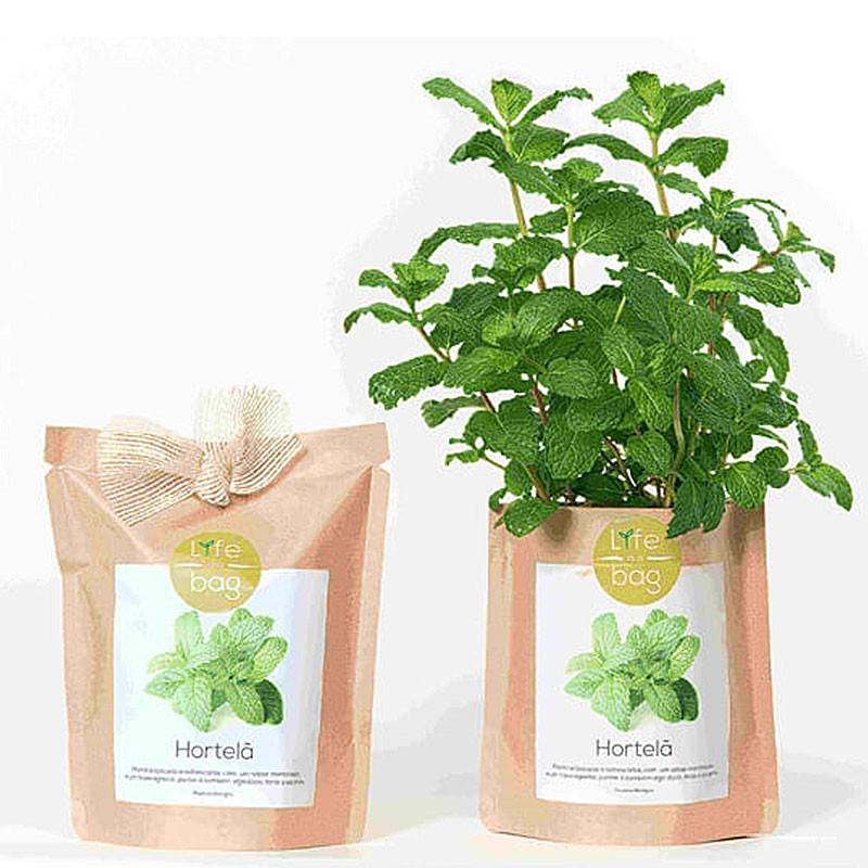 Life In A Bag - Life in a Bag - Kit bio prêt à pousser Menthe - Image 3