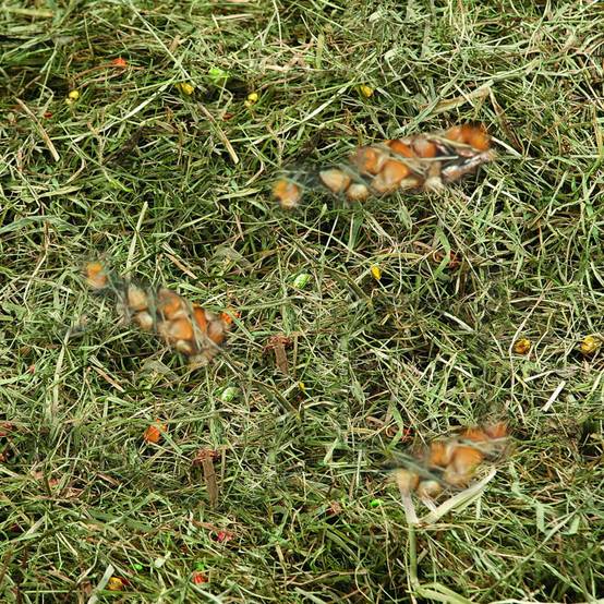 Foin de montagne au mais et ble poids 500 g pour rongeur - Image 2