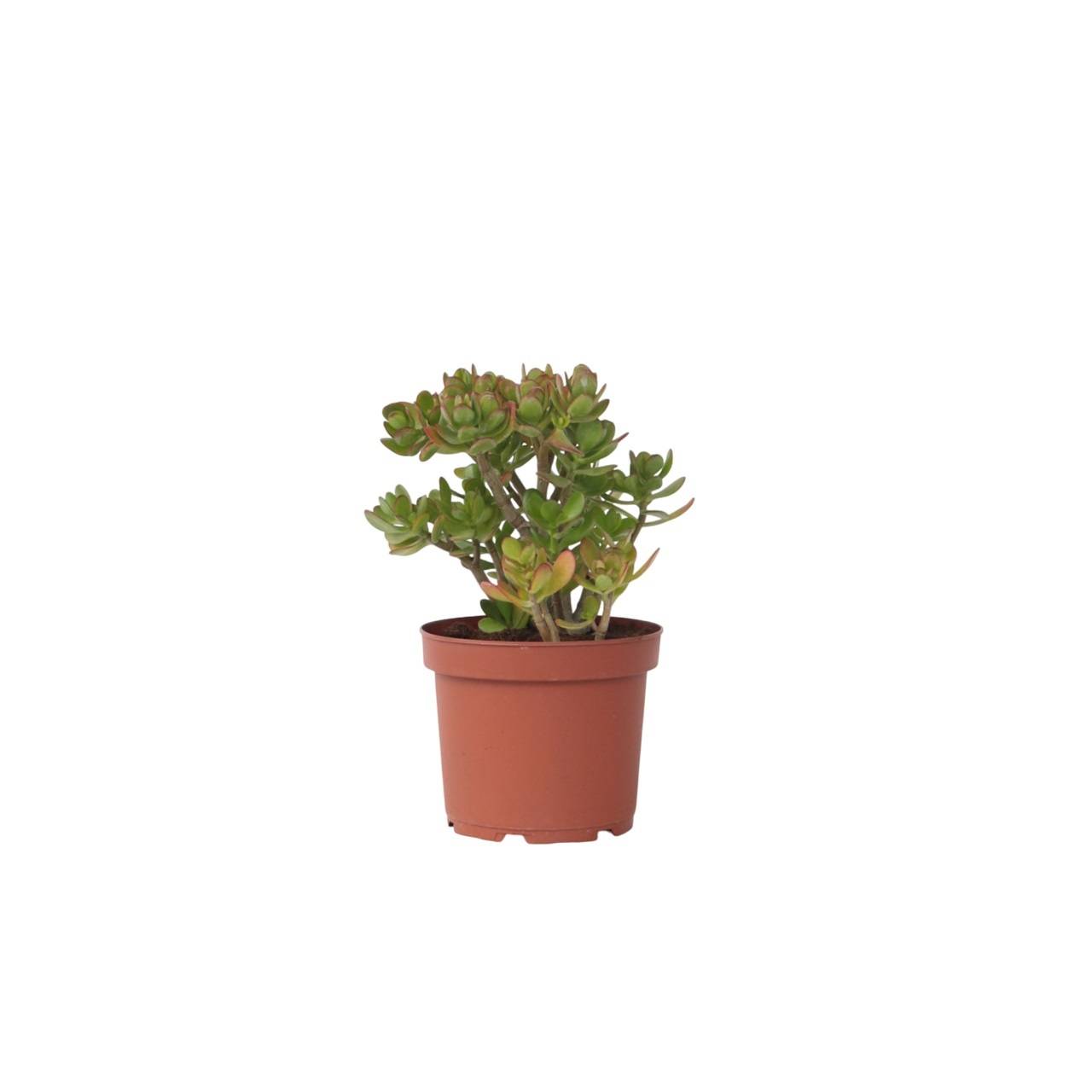 Plant In A Box - Arbre de jade - Crassula ovata 'Minor' - Hauteur 45-50cm - ⌀23cm - Image 1