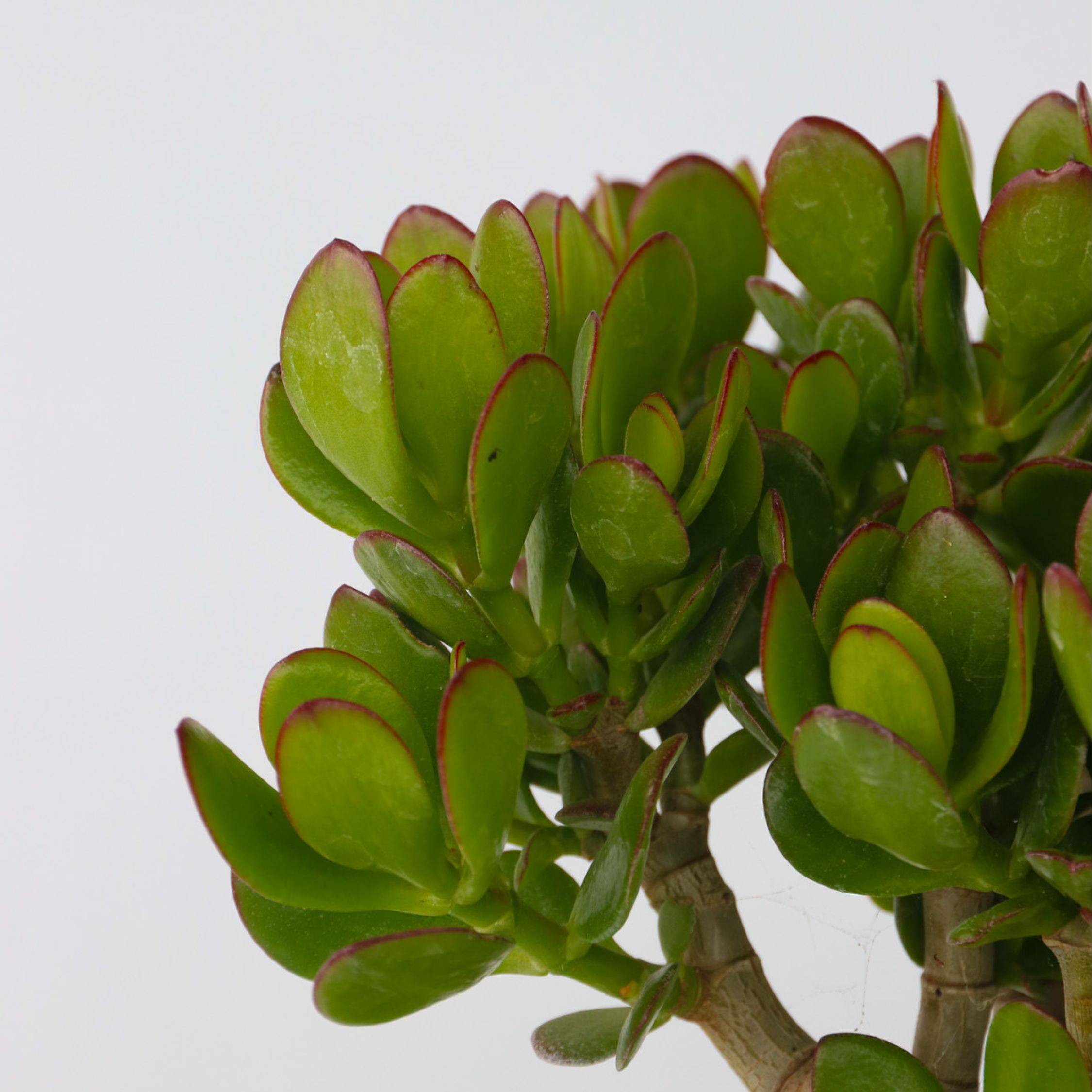 Plant In A Box - Arbre de jade - Crassula ovata 'Minor' - Hauteur 45-50cm - ⌀23cm - Image 4
