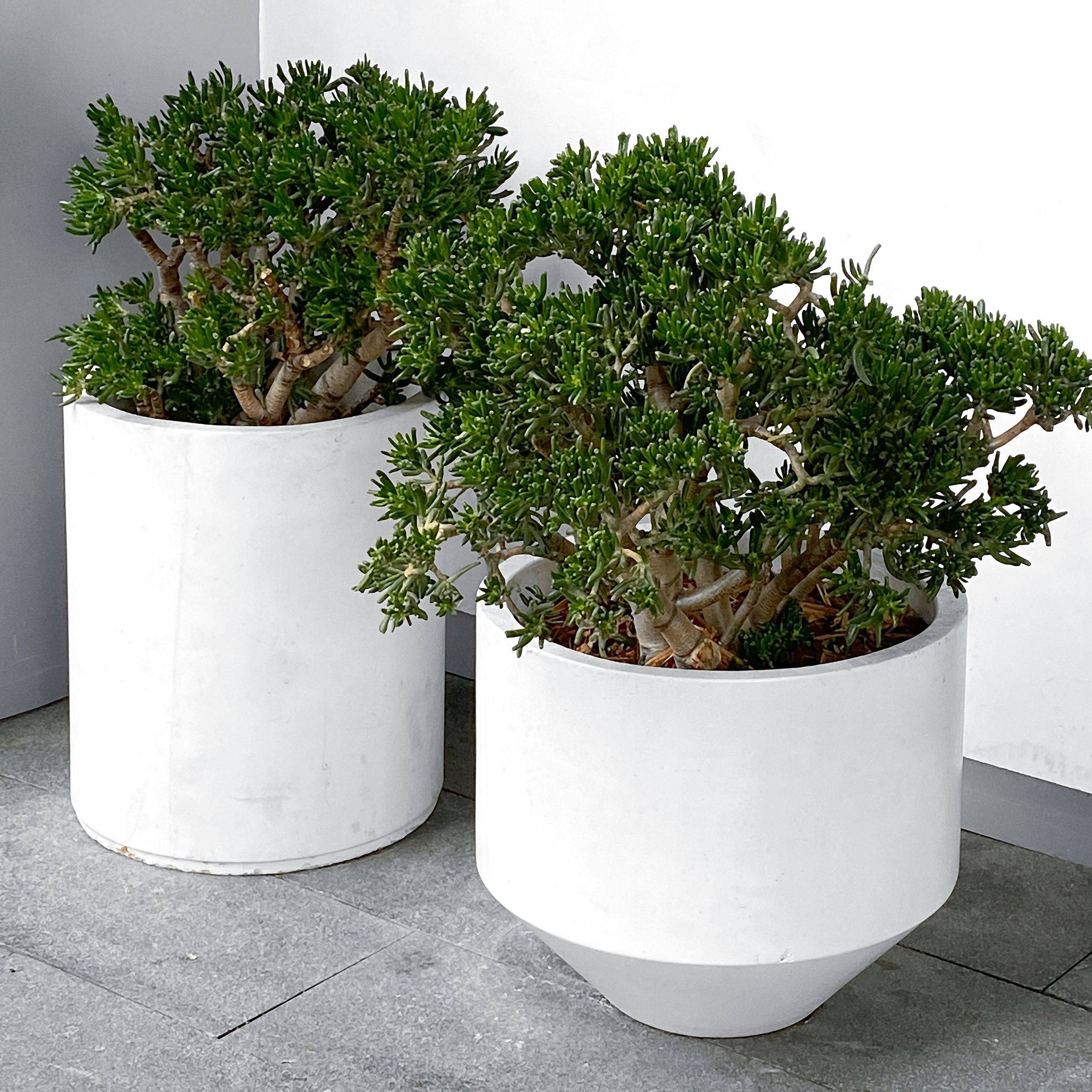 Plant In A Box - Arbre de jade - Crassula ovata 'Minor' - Hauteur 45-50cm - ⌀23cm - Image 2