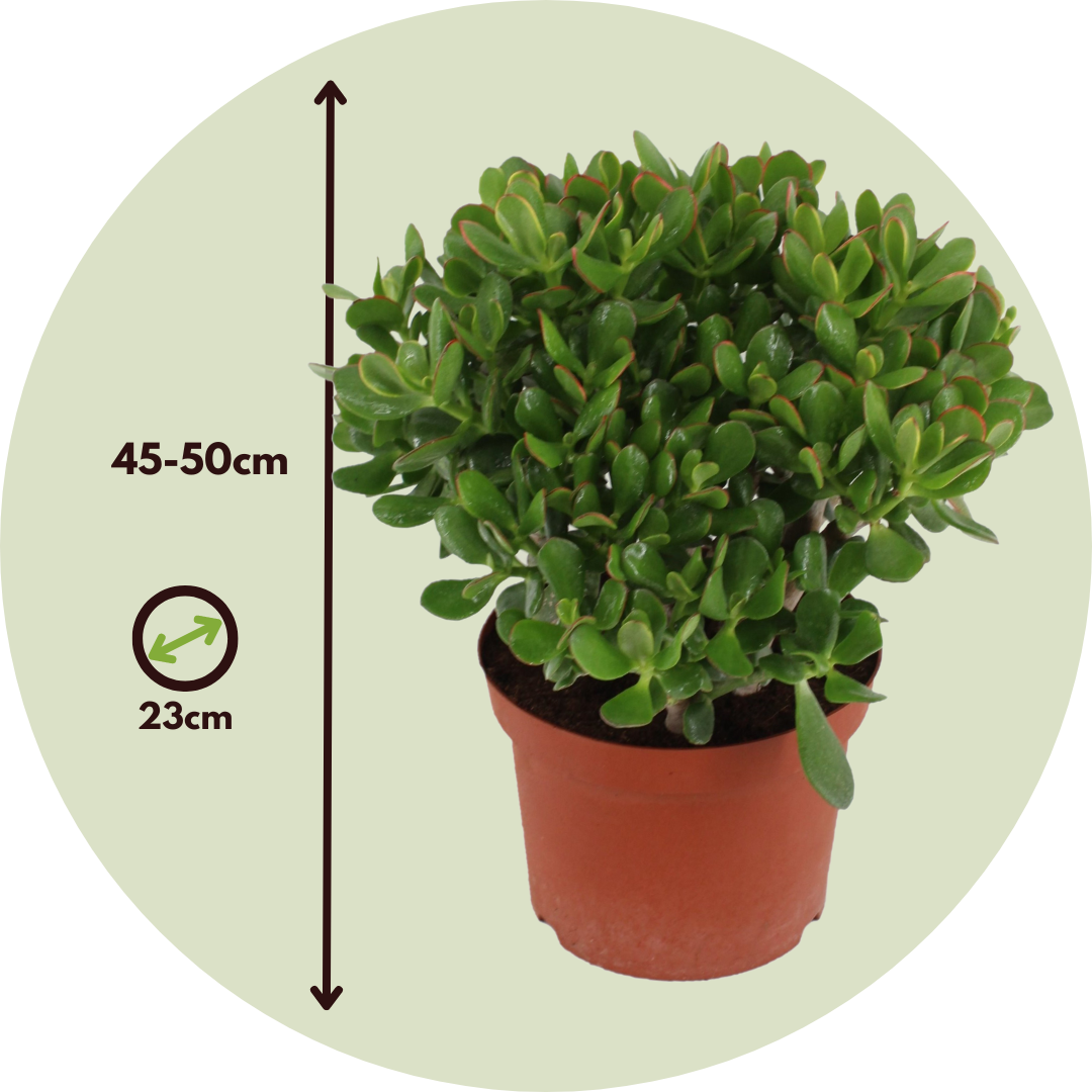 Plant In A Box - Arbre de jade - Crassula ovata 'Minor' - Hauteur 45-50cm - ⌀23cm - Image 5