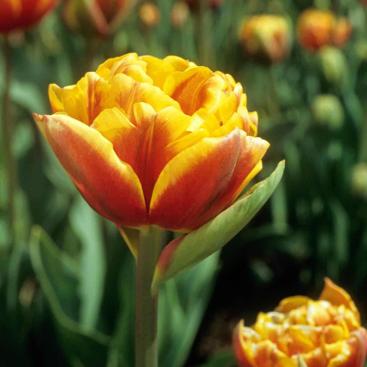 Promesse de Fleurs - Tulipe double tardive Bonanza Bulbe calibre 11+ (par 10)