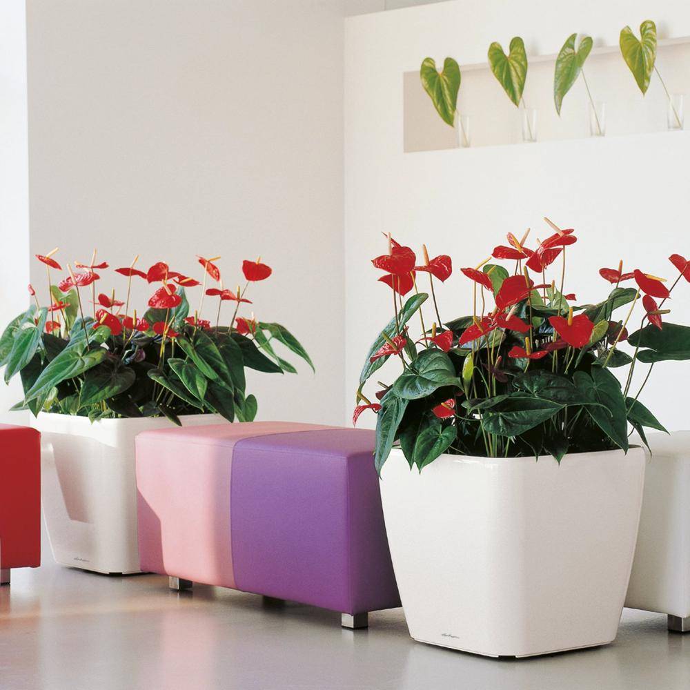 Lechuza - Pot De Fleur - Lec - Quadro Premium Ls 50 - Blanc Brillant - Systeme D'irrigation Intégré - Image 6