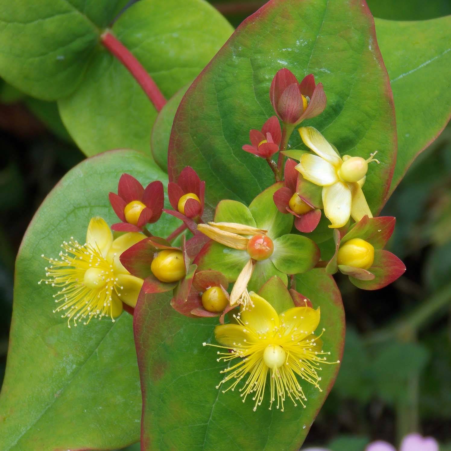 Promesse de Fleurs - Millepertuis - Hypericum inodorum Elstead Pot de 1,5L/2L - Image 1