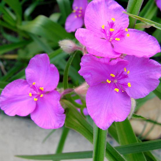 Promesse de Fleurs - Ephémère de Virginie, Tradescantia andersoniana Karminglut Godet de 8/9 cm