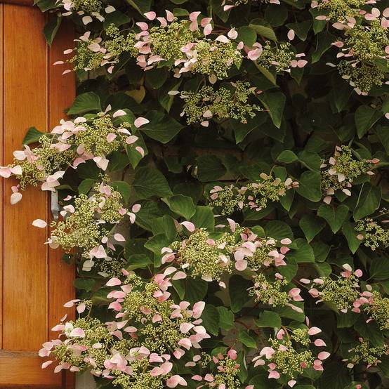 Schizophragma hydrangeoides Rose Sensation (Roseum) Pot de 2L/3L