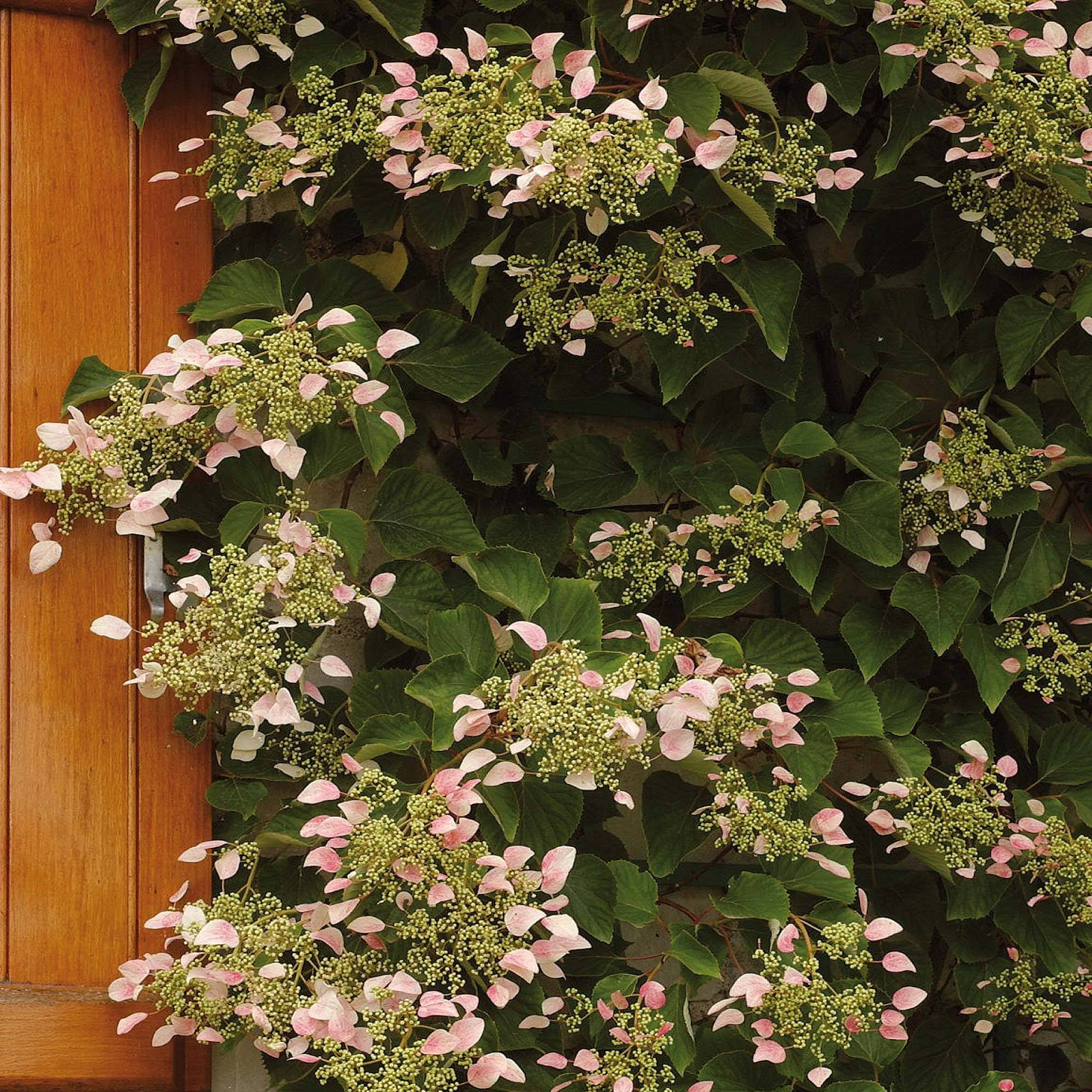 Schizophragma hydrangeoides Rose Sensation (Roseum) Pot de 2L/3L
