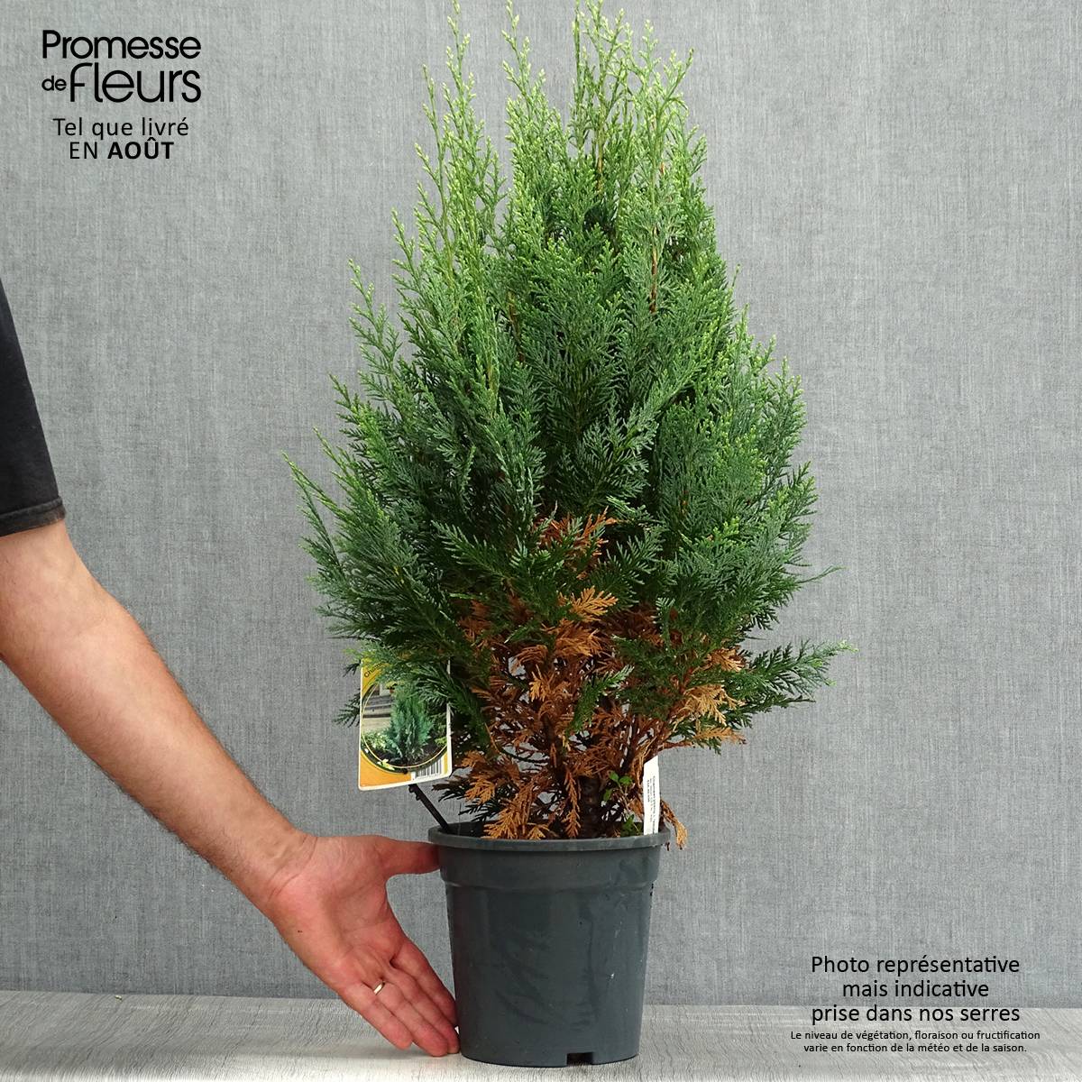 Cyprès de Lawson - Chamaecyparis lawsoniana White Spot Pot de 2L/3L - Image 2