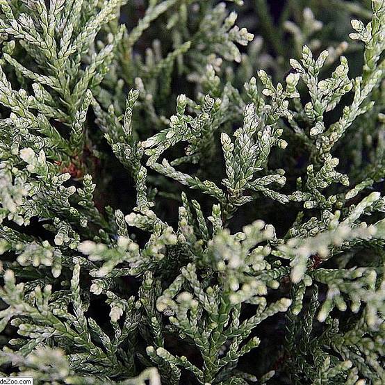 Cyprès de Lawson - Chamaecyparis lawsoniana White Spot Pot de 2L/3L - Image 1
