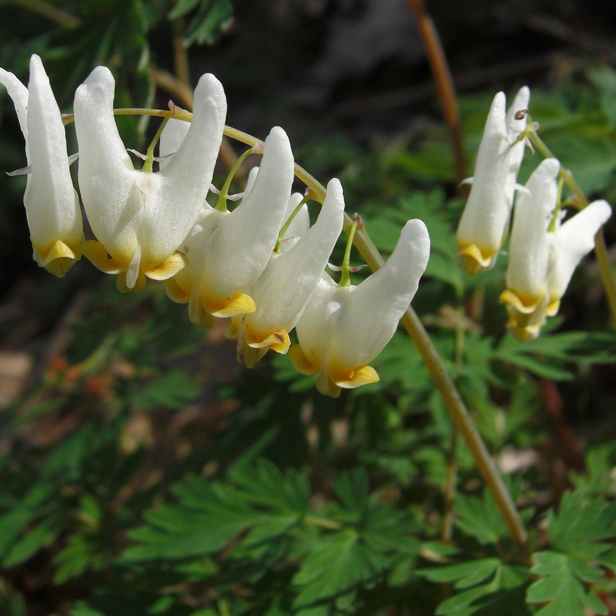 Promesse de Fleurs - Dicentra cucullaria - dicentre à capuchon  Godet de 8/9 cm