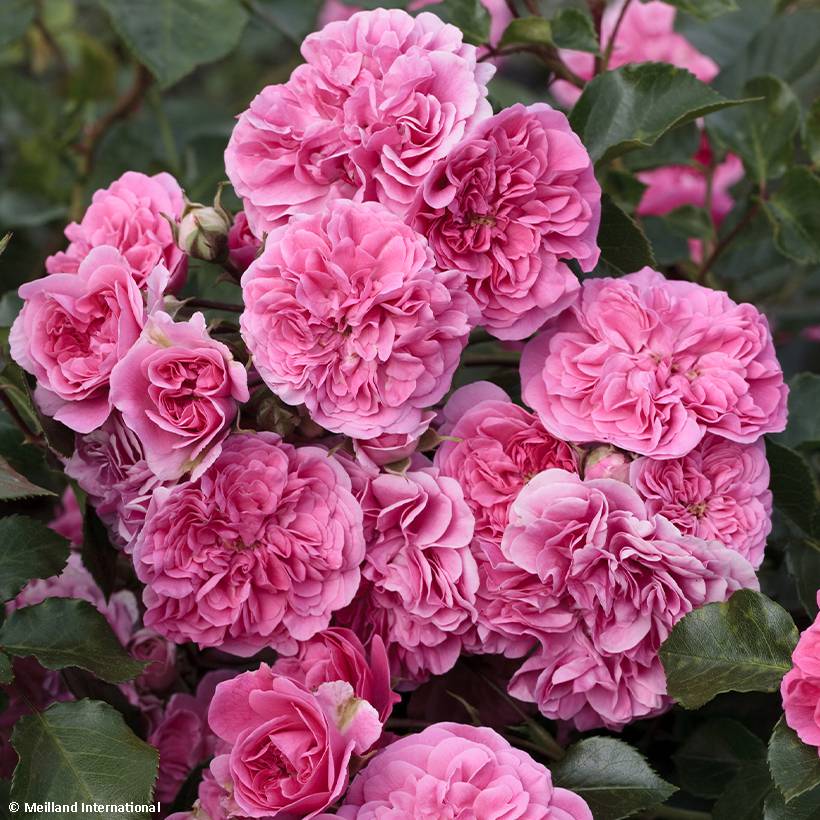 Promesse de Fleurs - Rosier paysager couvre-sol Les Quatre Saisons Pot de 4L/5L