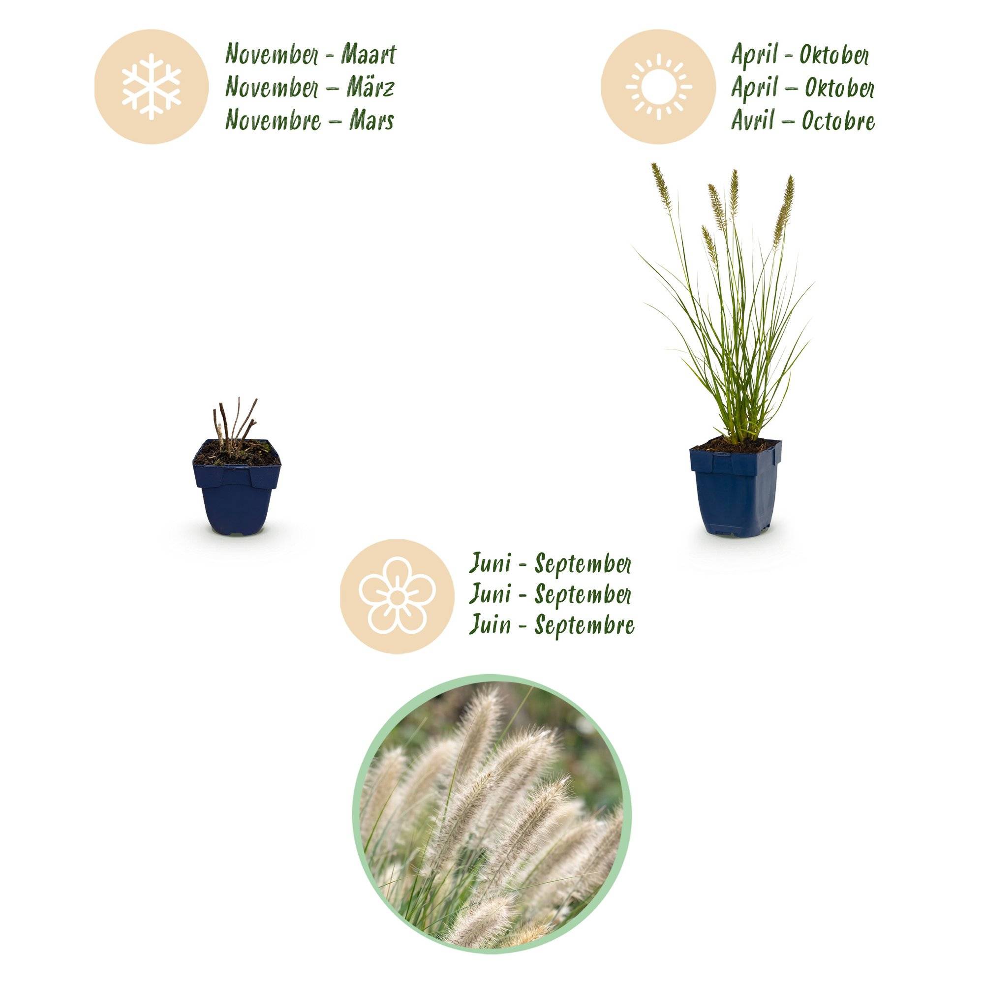 Herbe aux écouvillons 'Hameln' (Pennisetum alopecuroides) - graminée ornementale - Pot 11 cm - Hauteur 25 cm - 24 plants - Plantes d'intérieur - Image 4