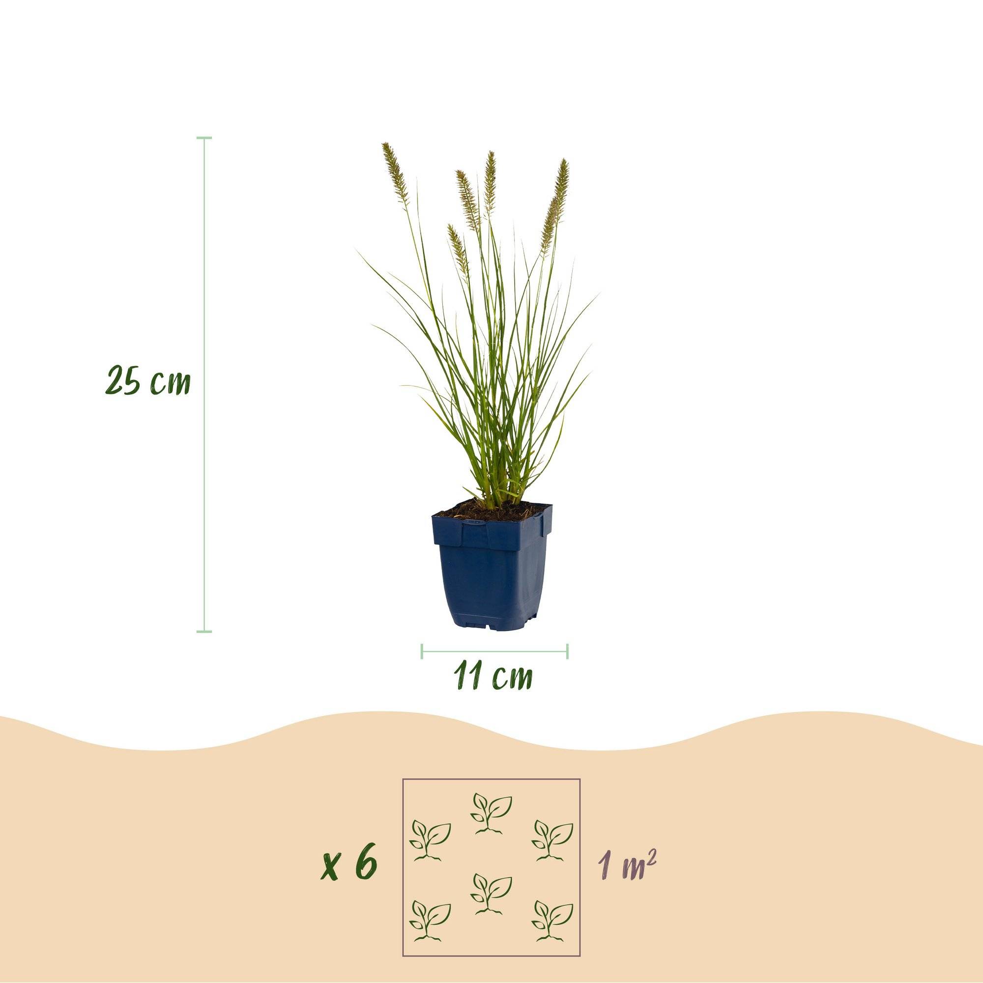 Herbe aux écouvillons 'Hameln' (Pennisetum alopecuroides) - graminée ornementale - Pot 11 cm - Hauteur 25 cm - 24 plants - Plantes d'intérieur - Image 3