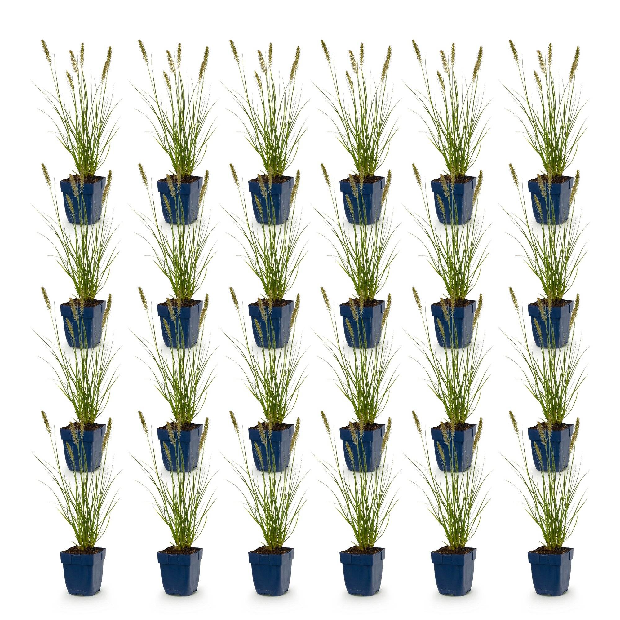 Herbe aux écouvillons 'Hameln' (Pennisetum alopecuroides) - graminée ornementale - Pot 11 cm - Hauteur 25 cm - 24 plants - Plantes d'intérieur - Image 2