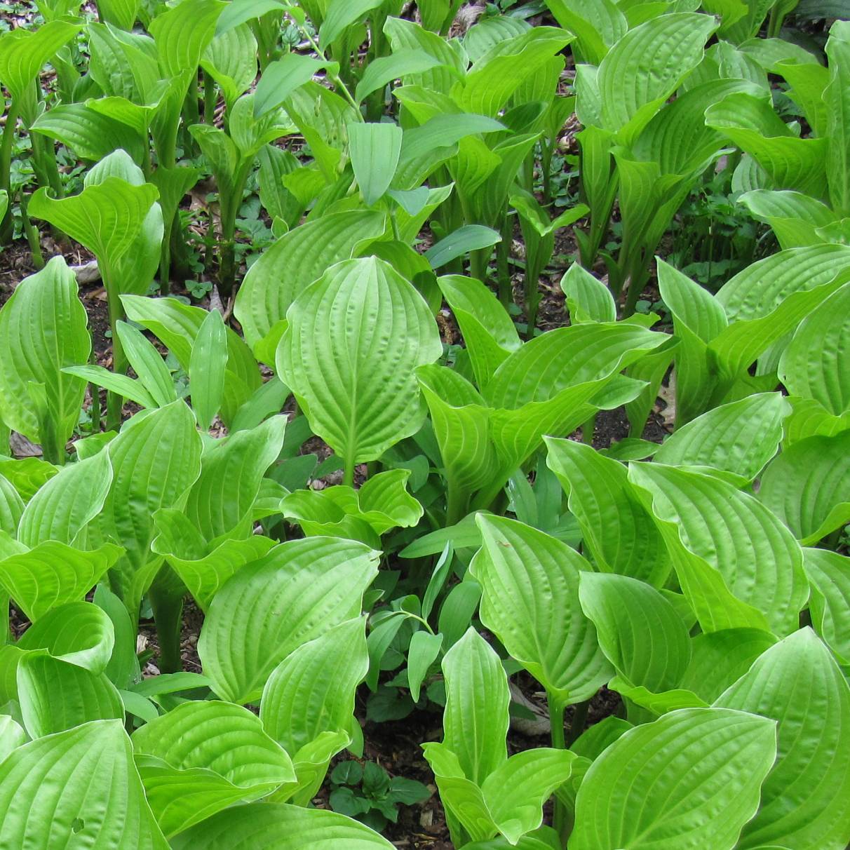 Promesse de Fleurs - Hosta plantaginea var. japonica Godet de 8/9 cm