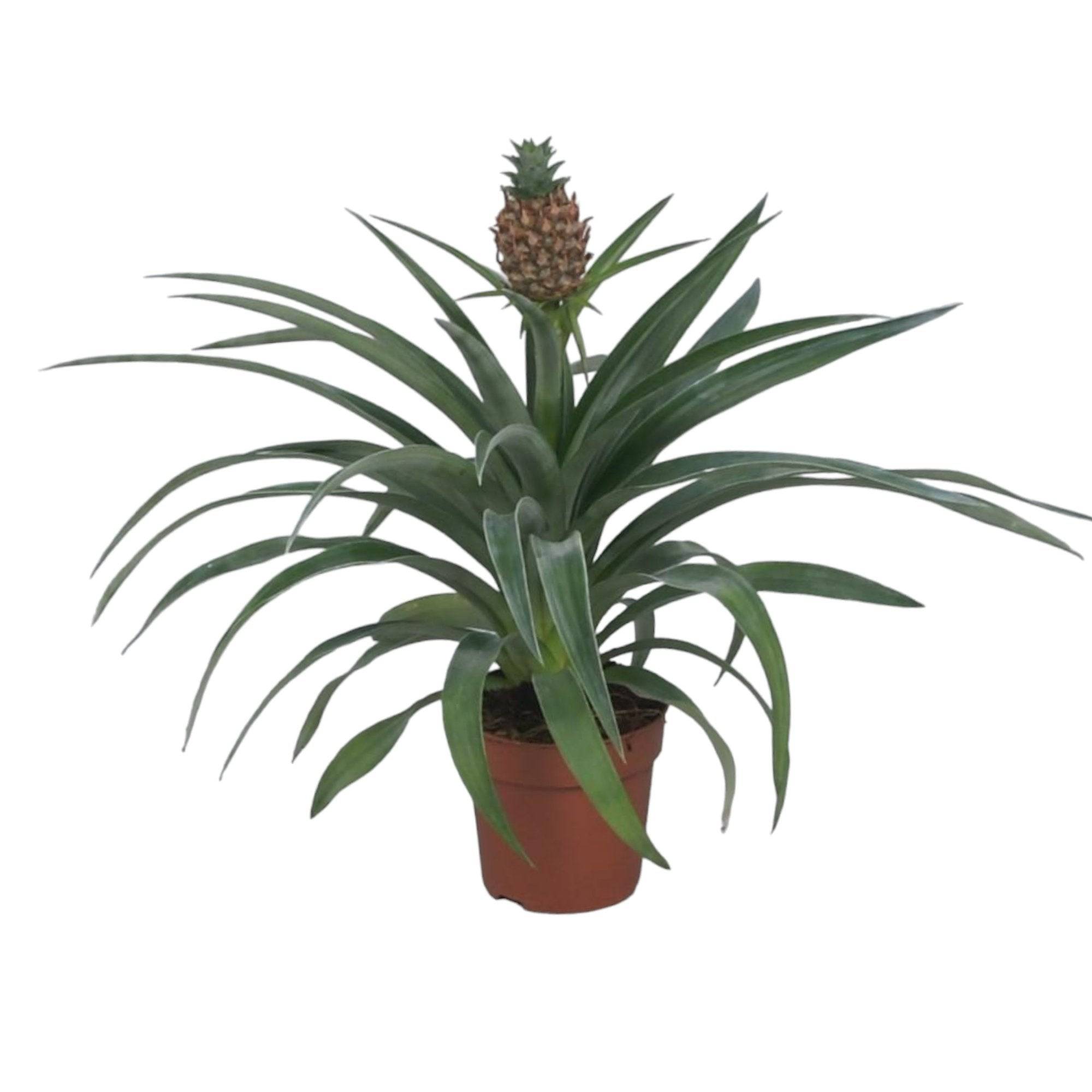 Ananas 'Mi Amigo' 40cm - Plante d'intérieur- La Green Touch - Image 2